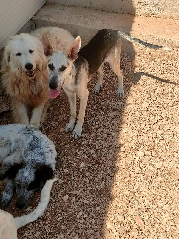 🌸🐾Pierino splendido cucciolo cerca famiglia 🌸🐾🏠💕 Foto 11